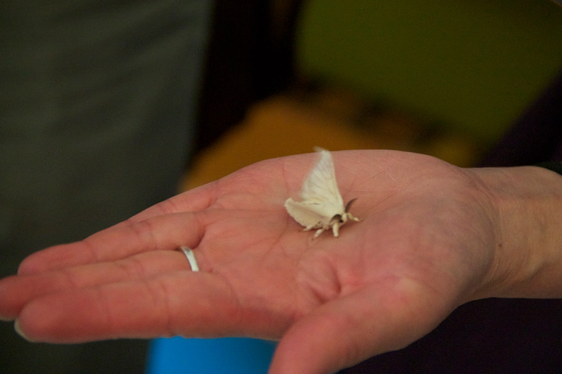 Silk thread from Cocoons